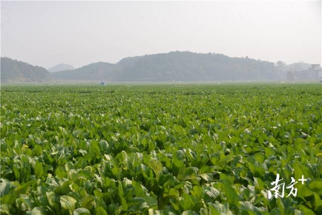 河田蔬菜基地內(nèi)，連片千畝菜心長(zhǎng)勢(shì)喜人。張曉欣 攝