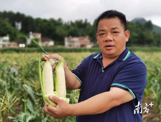 四聯(lián)村試點種植水果玉米，走特色產(chǎn)業(yè)發(fā)展道路。