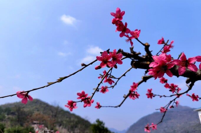 千年古城被一片片粉紅席卷。清遠(yuǎn)日報記者 周璐 攝