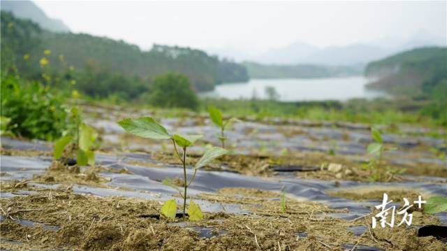迎風(fēng)搖曳、綠意盎然的五指毛桃種苗。